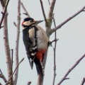 IMG_3951a-Great-Spotted-Woodpecker