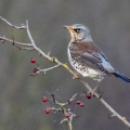 IMG_3960a-Fieldfare