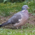 IMG_3984a-Wood-Pigeon