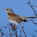 IMG_3993aa-Fieldfare