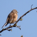 IMG_4001a-Linnet