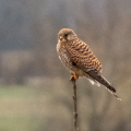 IMG_4022a-Kestrel