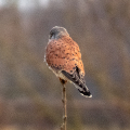 IMG_4028a-Kestrel