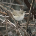 IMG_4224-Siberian-Chiffchaff-Miles-Cluff