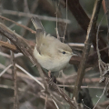 IMG_4228-Siberian-Chiffchaff-Miles-Cluff