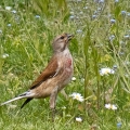 Linnet