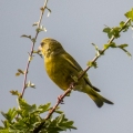 IMG_5381a-Greenfinch