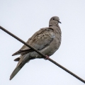 IMG_5603a-Collared-Dove
