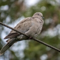 IMG_5605a-Collared-Dove