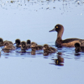 IMG_5715a-Tufted-Duck-and-ducklings