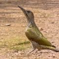 IMG_6015a-Green-Woodpecker-juv