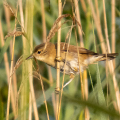 IMG_6046a-Reed-Warbler