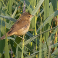 IMG_6049a-Reed-Warbler