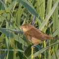 IMG_6050a-Reed-Warbler