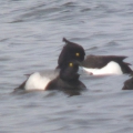 Lesser Scaup