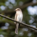 IMG_6320a-Spotted-Flycatcher