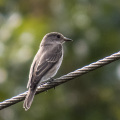 IMG_6323a-Spotted-Flycatcher