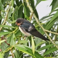 IMG_6361a-Swallow-juvenile