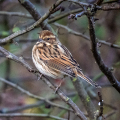 IMG_6753a-Reed-Bunting