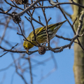 IMG_6982a-Siskin