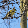 IMG_6983a-Siskin