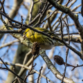 IMG_6984a-Siskin