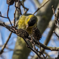 IMG_6986a-Siskin