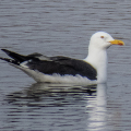 IMG_7082a-Lesser-Black-backed-Gull