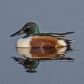 IMG_7093a-Shoveler