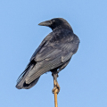 IMG_7106a-Carrion-Crow