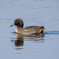 IMG_7108a-Teal