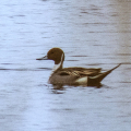 IMG_7172a-Pintail