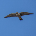 IMG_7210a-Peregrine