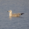 IMG_7347a-Herring-Gull-2nd-Winter