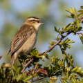 IMG_7402a-Sedge-Warbler