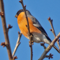 IMG_7531a-Bullfinch