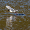 IMG_7703a-Mediterranean-Gull