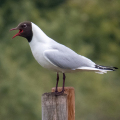 IMG_7974a-Black-headed-Gull