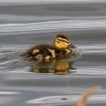 IMG_8359a-Mallard-Duckling
