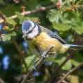 IMG_8632a-Blue-Tit
