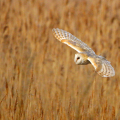 IMG_9191-Barn-Owl