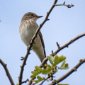 IMG_9346a-Spotted-Flycatcher