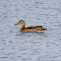 IMG_9521a-Garganey