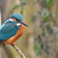 Male Kingfisher