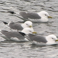 Kittiwakes-Miles-Cluff