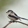 Long-tailed Tit