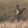 Marsh-Harrier-Miles-Cluff