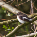 Pied-Flycatcher-