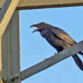 Raven on pylon