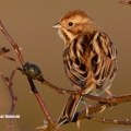 Reed Bunting
